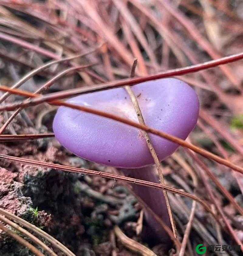 紫色蘑菇根粗大能否食用