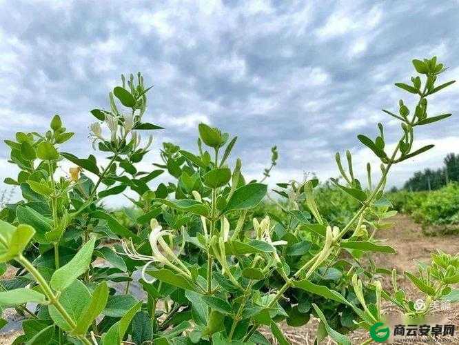 通水管：TXL 金银花：一场跨越时空的文化交流