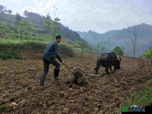 儿子耕种母亲的田地：爱与传承的耕耘