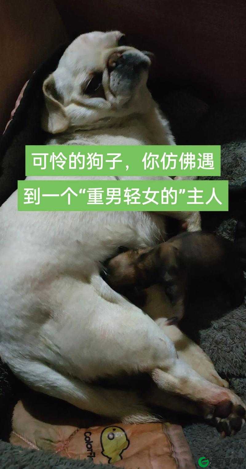 我的狗老公拉婆婆一起：真有趣